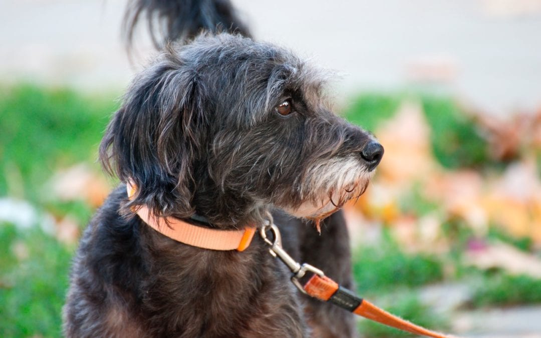 Tips for Leash-Training Your Dog