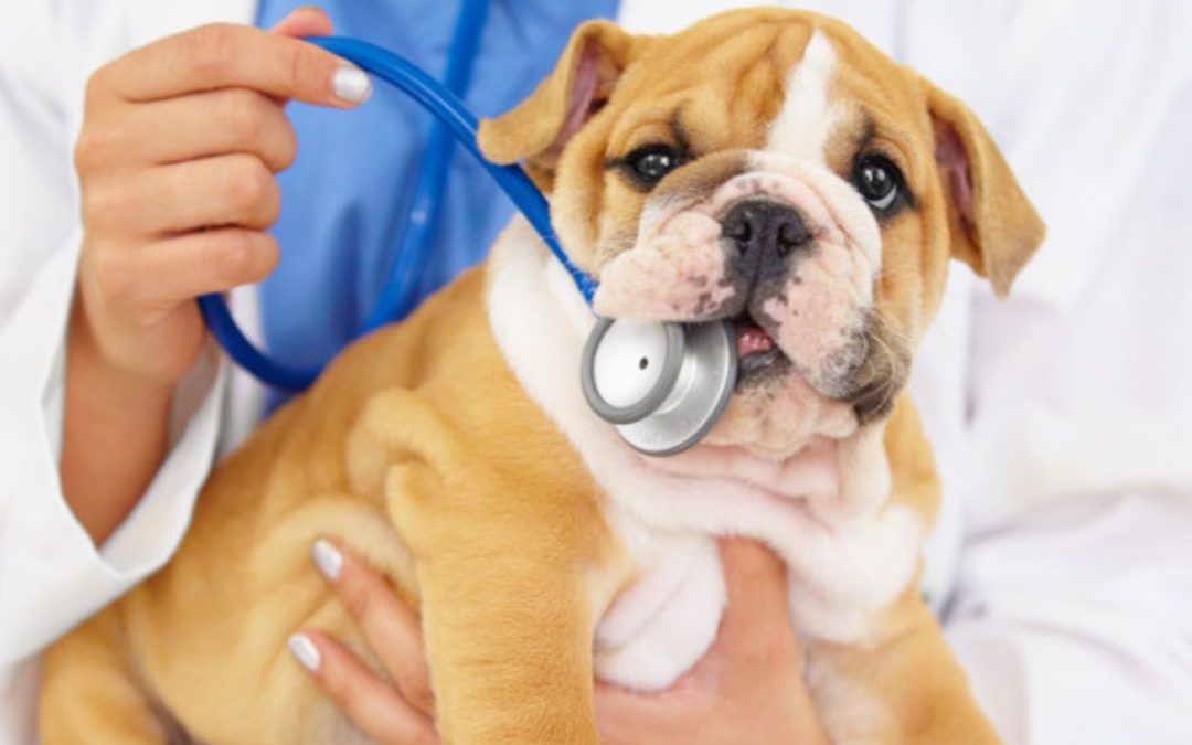 Is My Pet At Risk of Diabetes?