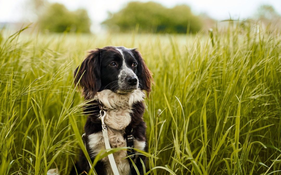 3 Tips To Prevent Lyme Disease in Your Dog