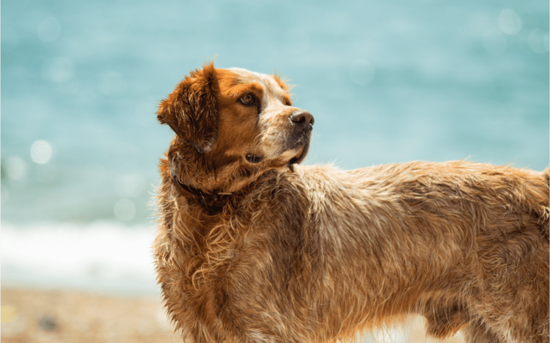 4 Ways to Ensure You Have a Cool Pet This Summer