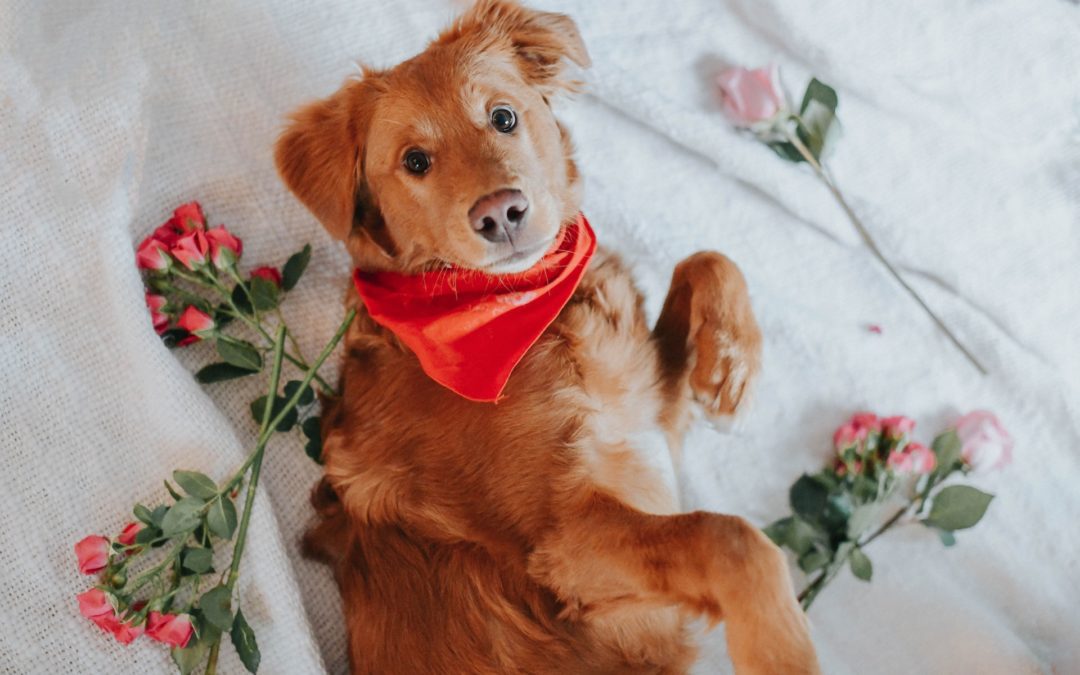 Spoil Your Furry Friend With a Pet Treat This Valentine’s Day