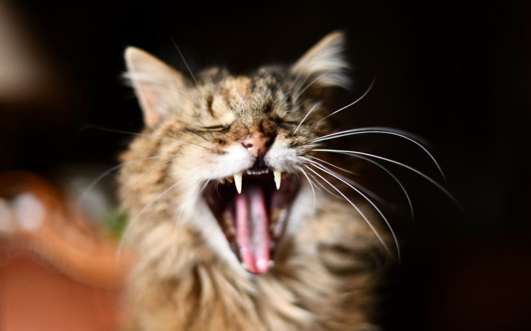 Brown cat yawning