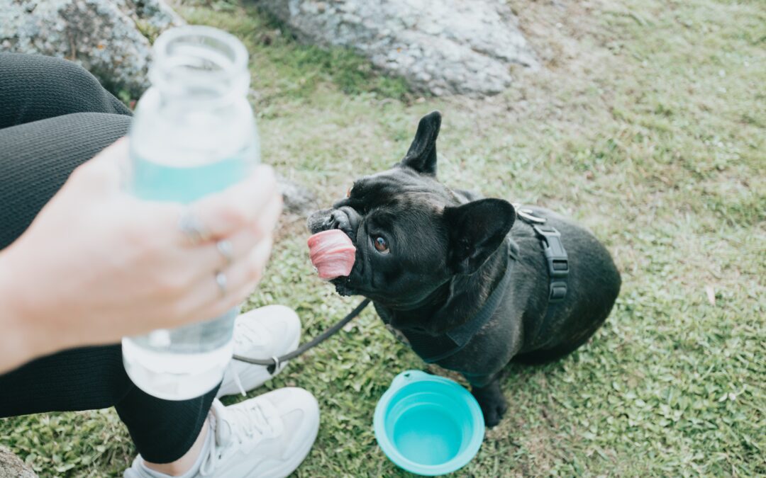 Keep Your Pet Hydrated During the Summer